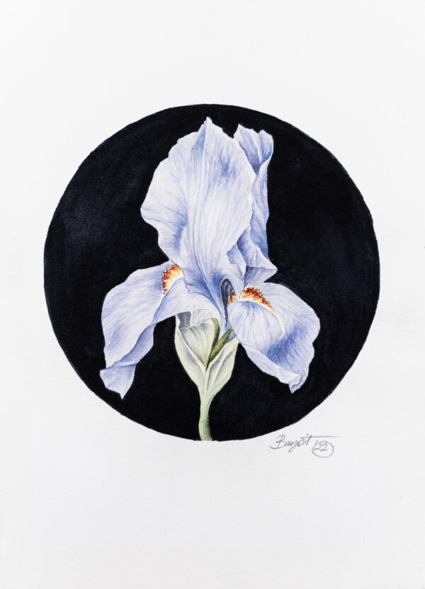 Iris Azul