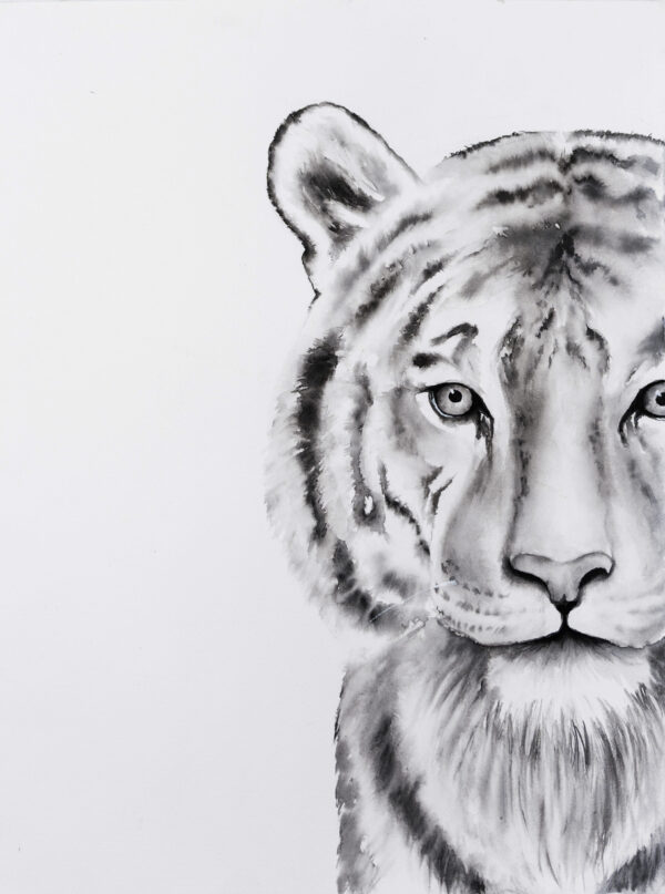 Tigre observando