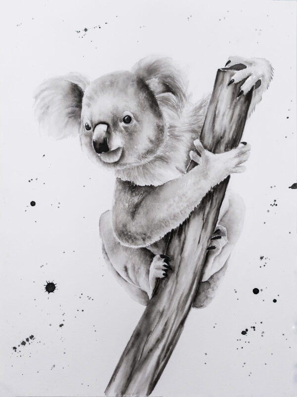 El koala curioso